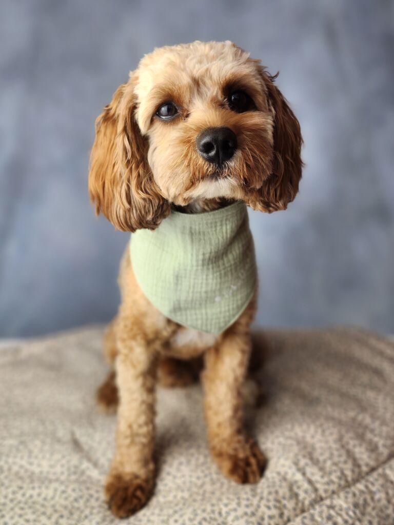 Schulhund Einstein